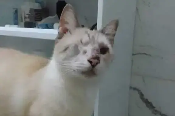gato desaparecida