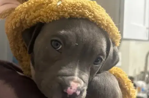 Lost Puppy! Grey & White, Norfolk 3106