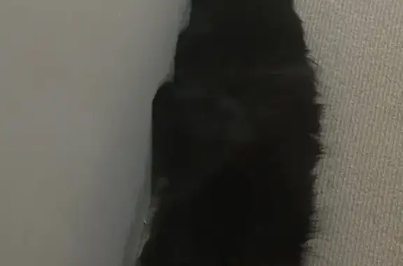 Help Find Mango: Friendly Black Cat Lost