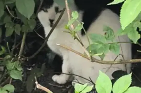 Chat noir et blanc trouvé à Coulogne - photo