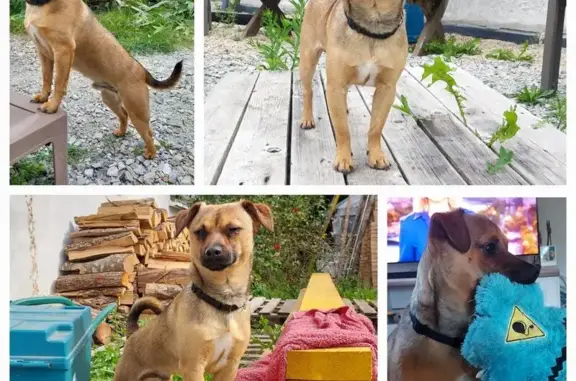 Chien perdu , photo : Chien croisé perdu à Vallet