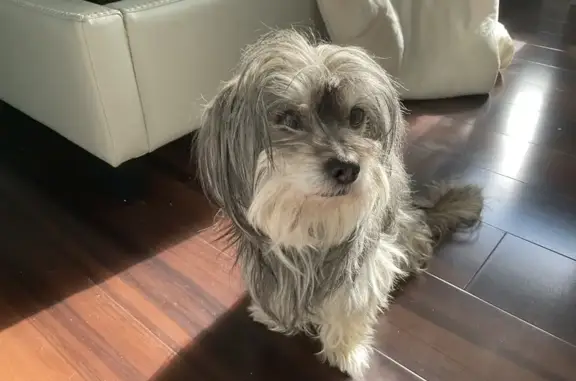 Lost Dog Alert in Freeport, NY