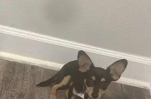 Lost Black Chihuahua: CAMDEM A...