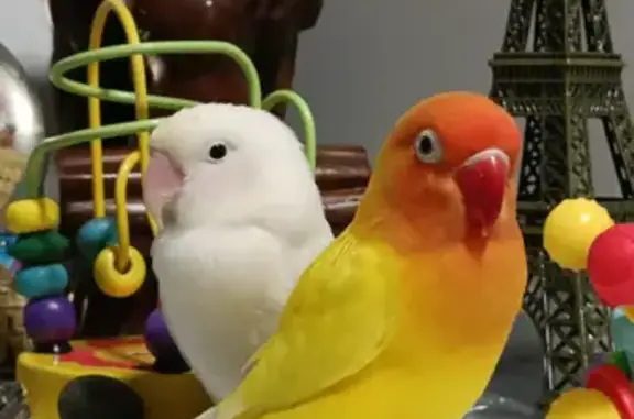 ¡Ayuda! Agaporni amarillo perd...