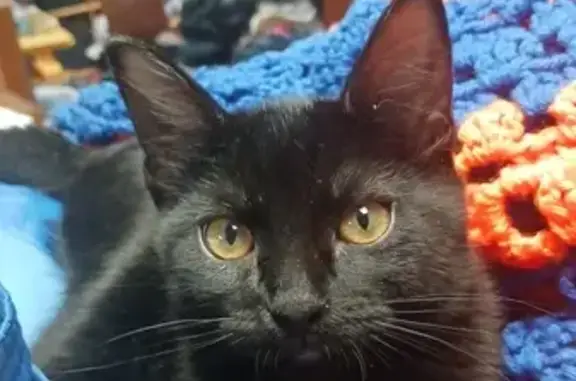 Lost Friendly Black Cat in Cedar Falls