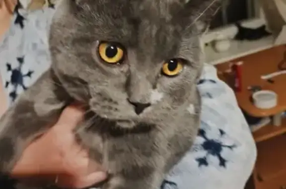 Зникла кішка на вул. Дорошенка, 13, Полтава