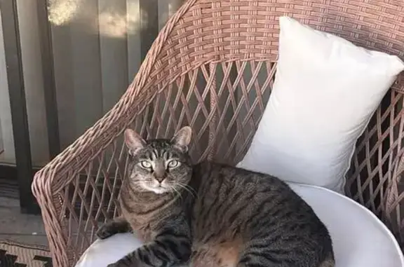 Lost Shy Black & Gray Cat in L...