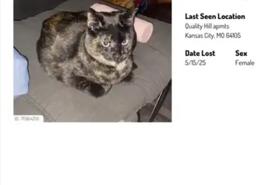 Lost Skittish Cat - Broadway B...