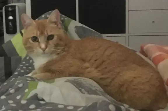 Animaux perdus Lampaul-Plouarzel, photo: Chatte rousse perdue à Lampaul-Plouarzel