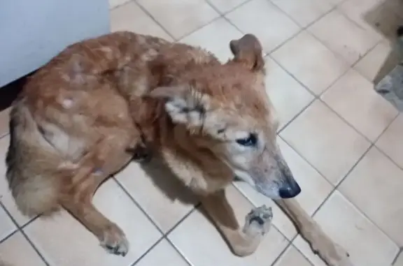 cachorro desaparecida