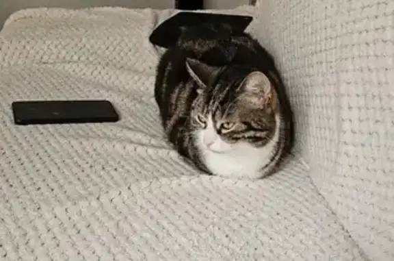 Chatte tigrée perdue à Turckheim - photo