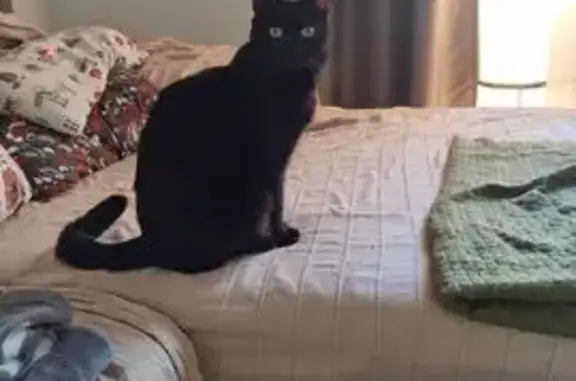 ¡Gato negro perdido en Palma!...