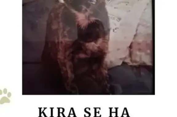 ¡Ayuda! Gata Kira Perdida en Malgrat de Mar
