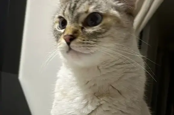 Gata Blanca Perdida: Ayúdanos...
