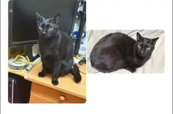 Gato Negro Perdido en Madrid: ¡Ayuda!