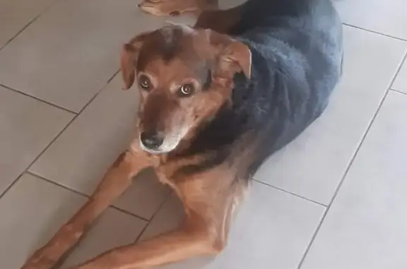 Chien croisé perdu à Douzains - photo