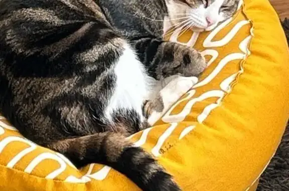 Chat perdu : Européen tigré rue de l'Orme - photo