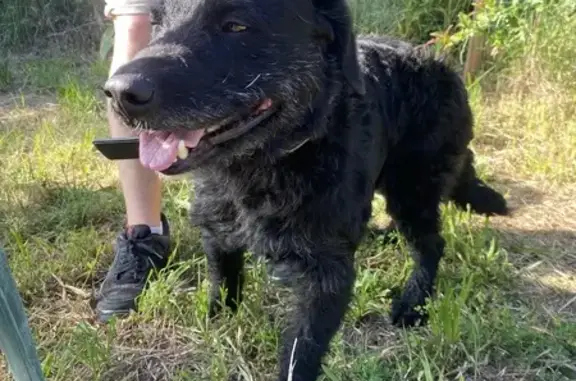 Chien noir mâle trouvé à Saint-Cyr - photo