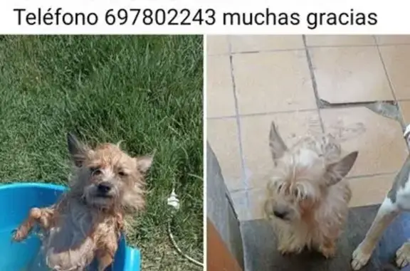 Perro Perdido: Marrón y Blanco en Piera