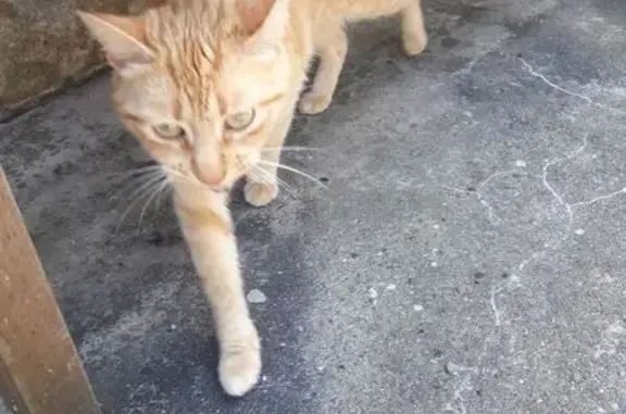 Animaux trouvés , photo: Chatte rousse câline trouvée à Eycheil
