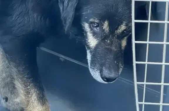 Chien trouvé Venelles, photo: Chien noir craintif trouvé à Venelles