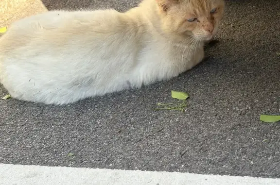 Chat blanc yeux bleus trouvé à Pornichet - photo