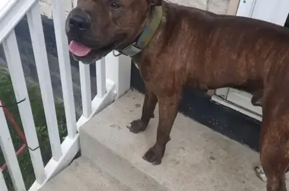 Found Brindle Dog: Friendly, Columbus