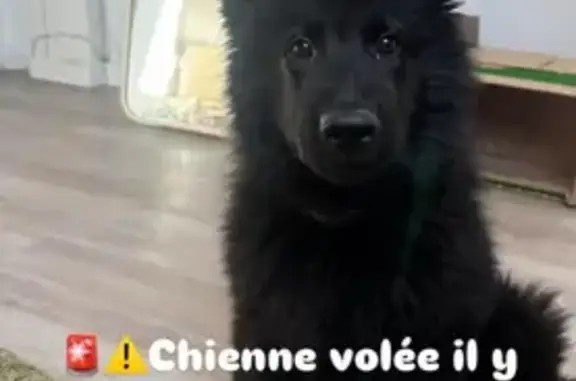 Chien perdu , photo : Chiot noire perdue à Lyon, collier gris