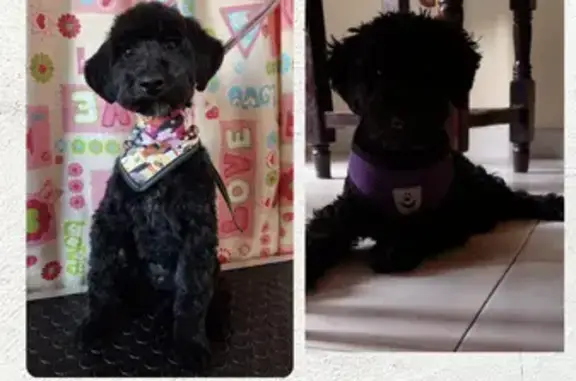 Perro Perdido en Neza: Chaleco Morado