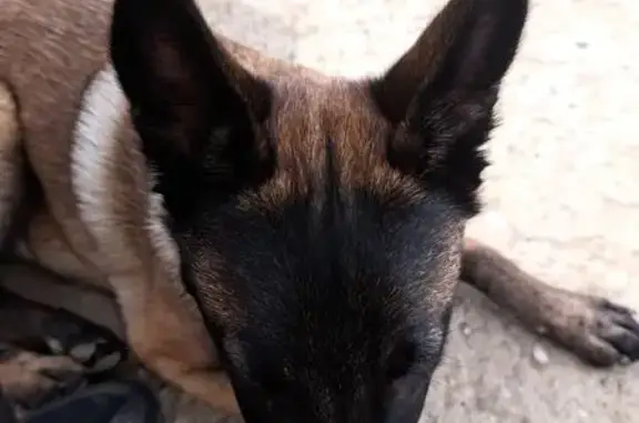 Chien perdu Pia, photo : Chien perdu: Rexy noir et feu à Pia