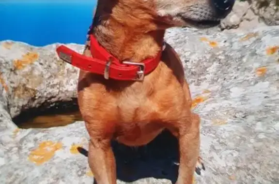 Perro Perdido: Marrón Claro, 1...