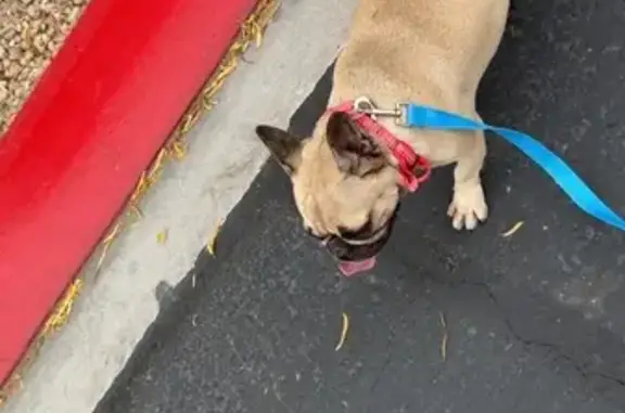 Found Dog: Black & Tan, 5th St. Vegas