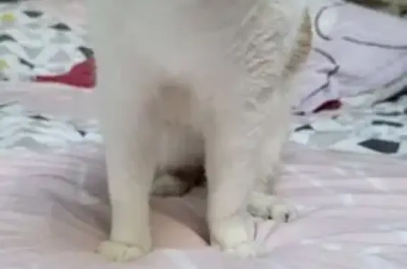 Chat perdu roux/blanc à Vertou - photo