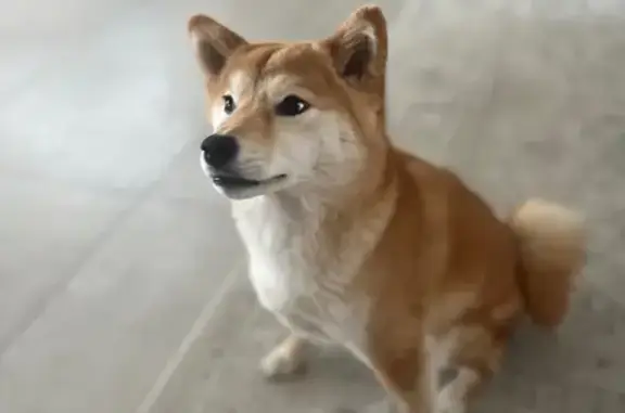 Chien perdu , photo : Petite Shiba perdue, peureuse à Ambonnay