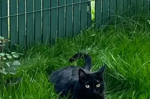 Chat perdu, Sens, photo: Chat noir Urfy perdu à Sens, aide requise