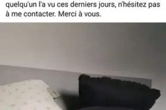 Animaux perdus Lesneven, photo: Cannelle, chatte 16 ans perdue à Lesneven