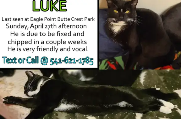 Lost Tuxedo Cat: Bent Tail & Yellow Eyes