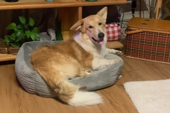Lost Corgi: Unique Ears, Raders Valley