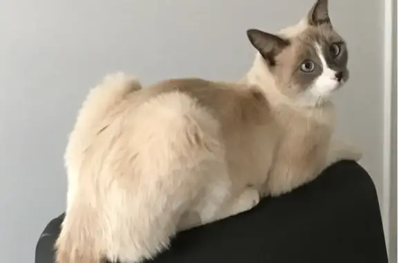 Animaux perdus Juvignac, photo: Chat perdu à Juvignac, besoin urgent d'aide