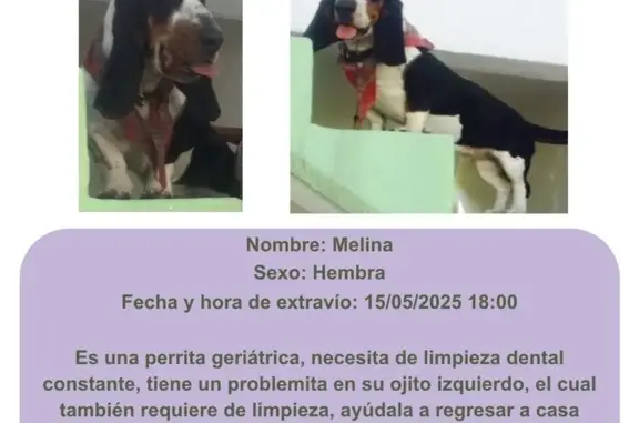 Perrita Basset Hound perdida en Chalco