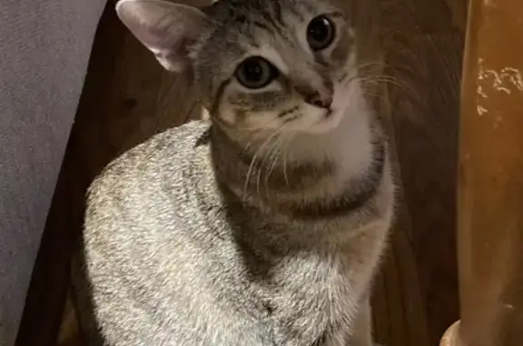 Lost Tan/Brown Tabby on Bedford Ave