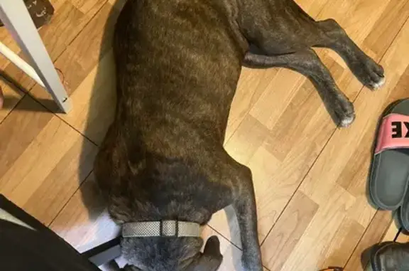 Lost Dog: Sweet Pup with Bright Eyes