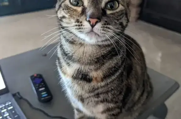 Lost Striped Cat on Sweetbay Drive