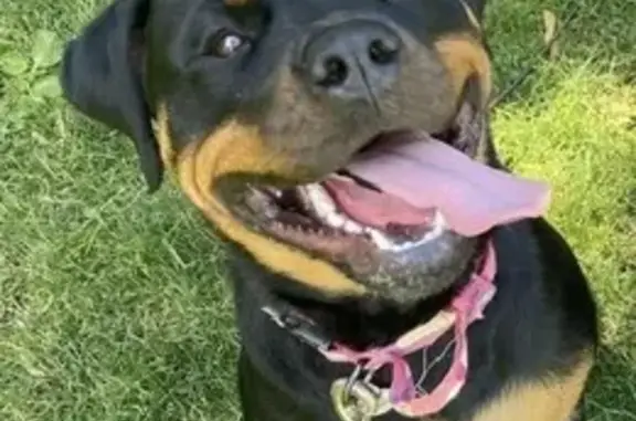 Lost Rottweiler: Winnie on U.S. 19