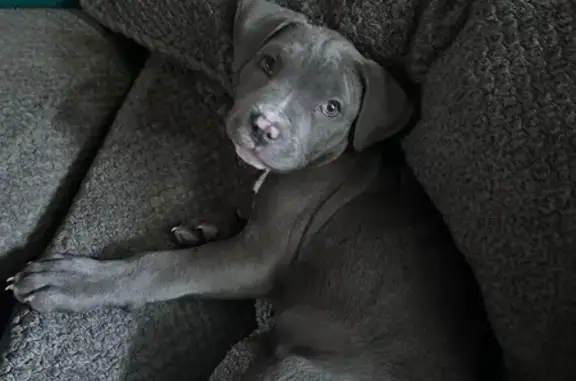 Lost Puppy: Grey & White, Pink Collar