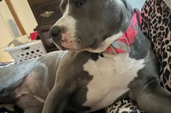 Lost Dog: Grey & White, West Main St