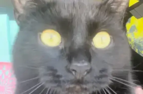 Lost Cat: Black with White Highlights, Winthrop