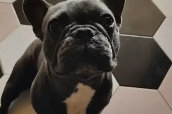 Lost Dog: Friendly Female on Baker Rd