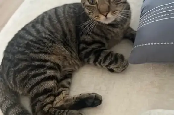 Found Cat: Striped Beauty in Sunrise
