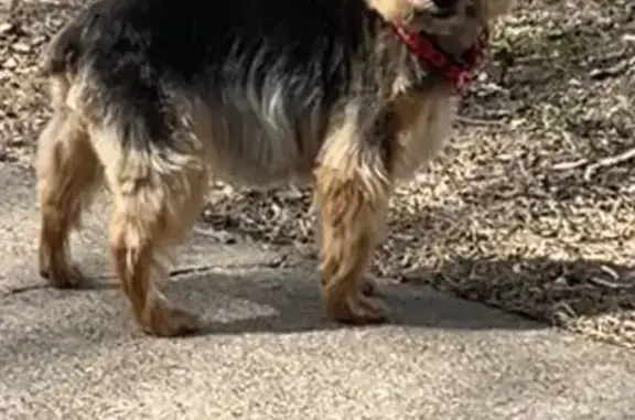 Lost Blind Dog: Red Minnie Collar